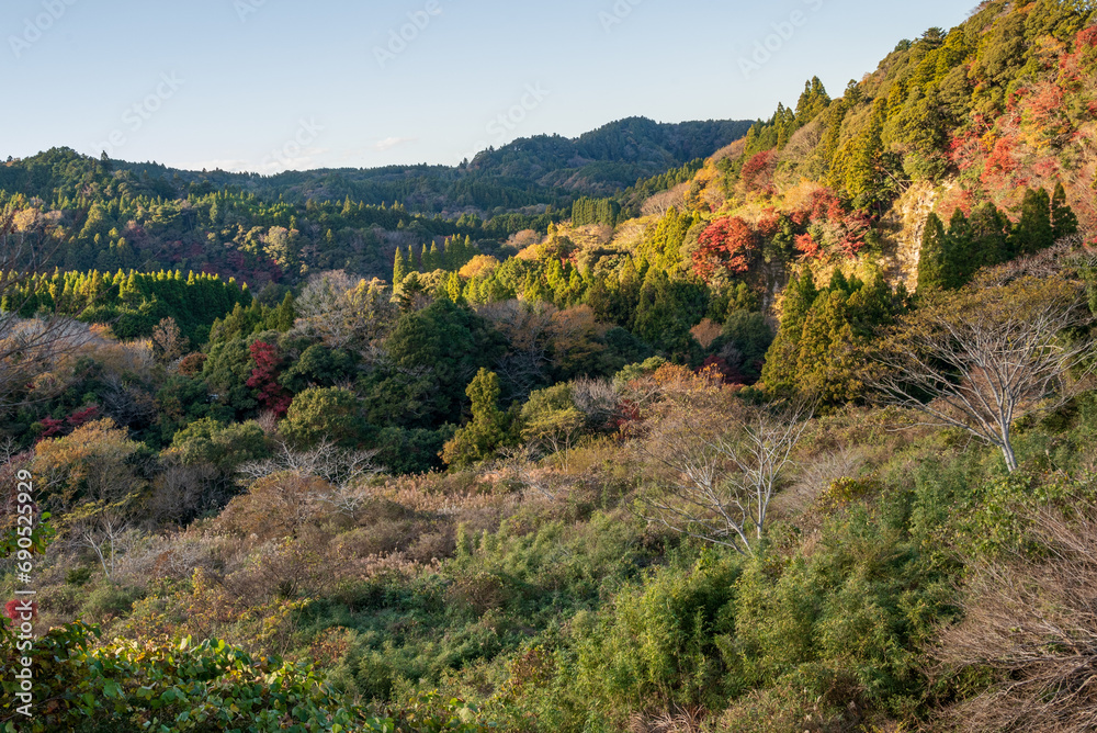 山の斜面で色付き始めた紅葉