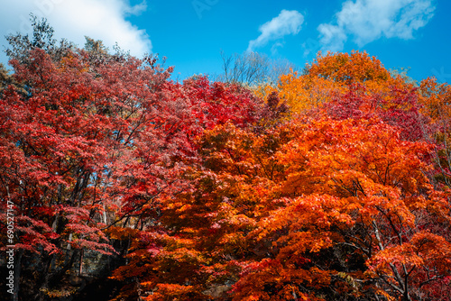The warm autumn red orange trees  golden treetops leaves against clear cloud blue sky background in autumn season  Japan.
