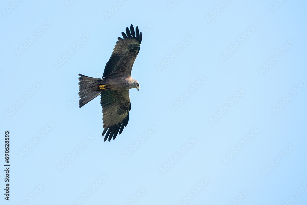 kite in flight on blue sky background kite in flight on blue sky background