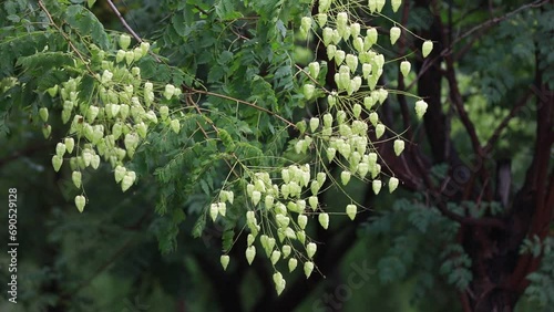 Close up photo of Luan tree flowers photo