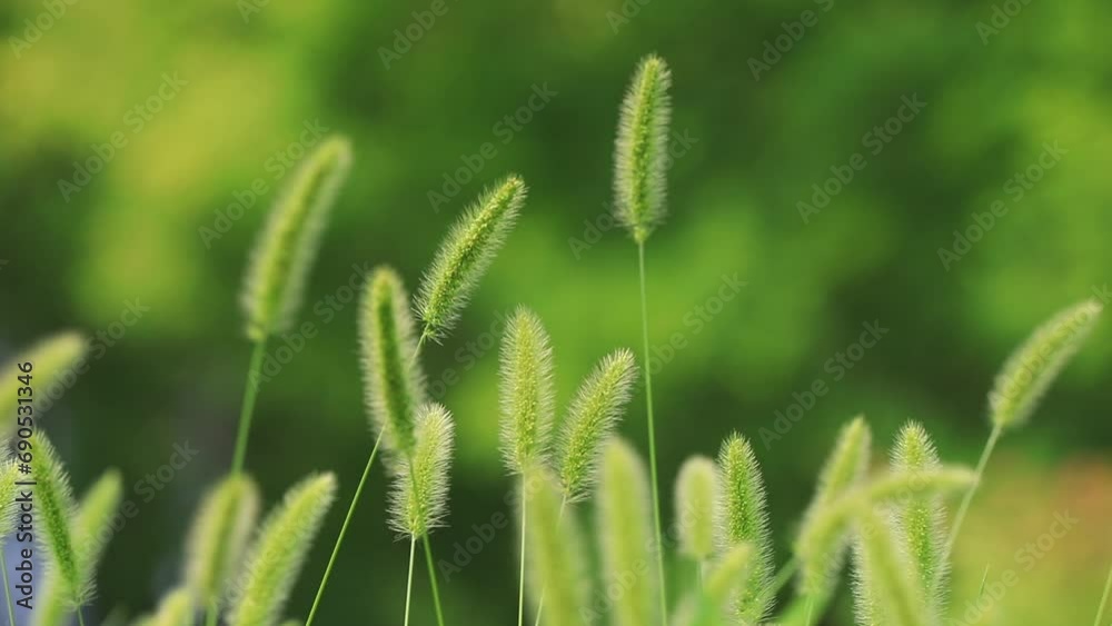 green bristlegrass in the wild state green bristlegrass in the wild state