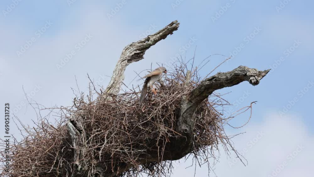 A Buffalo weaver watching a Gabar goshawk trying to break into its nest