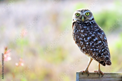 Burrowing Owl in Cape Coral (Florida) photo