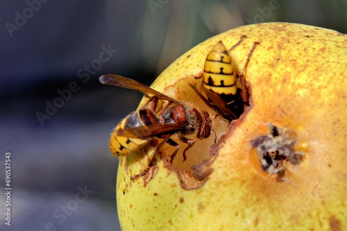 Hornissen nagen ein Loch in eine Birne © Bernd