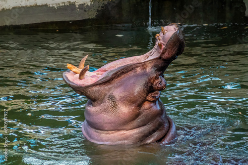 Hippopotamus Opens Wide in Zoo Exhibit