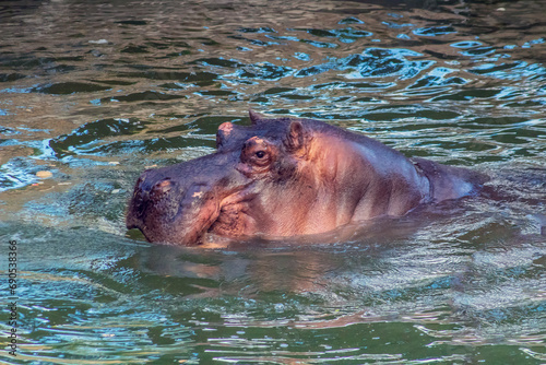 Hippopotamus Swimming in the Water
