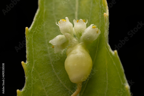Photography flowers of Parasitic plant Dodder