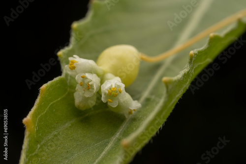 Quadro su tela flowers of Parasitic plant Dodder