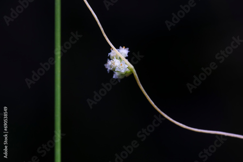 Foto flowers of Parasitic plant Dodder