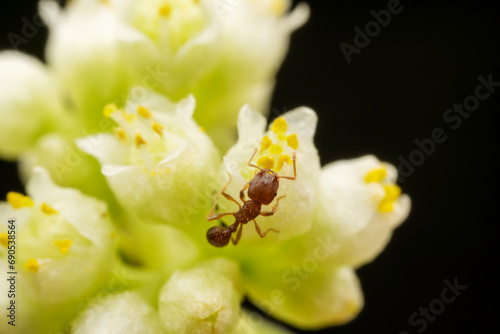 Ants on parasitic plant dodder