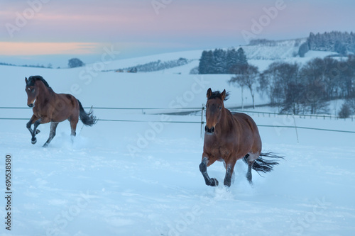 2 running Westphalian horses in the snow at sunset © Tanja Esser