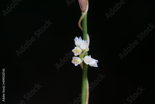 Fotografie flowers of Parasitic plant Dodder