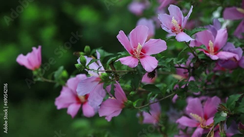 Wallpaper Mural Blooming hibiscus flowers in the garden Torontodigital.ca