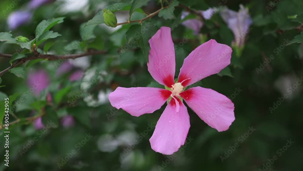 Blooming hibiscus flowers in the garden Blooming hibiscus flowers in the garden