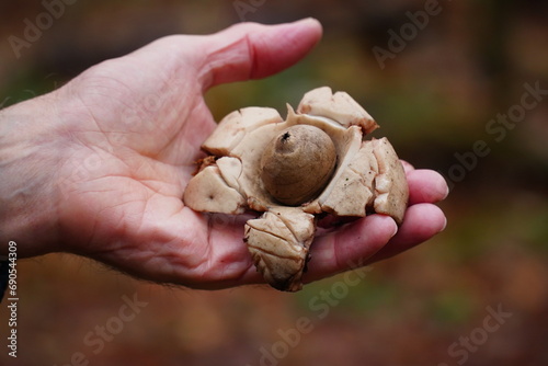 Geastrum michelianum or Geastrum triplex, also known as collared earth star, wild mushroom in the city forest Heidehaus of Hanover, Lower Saxony, Germany.