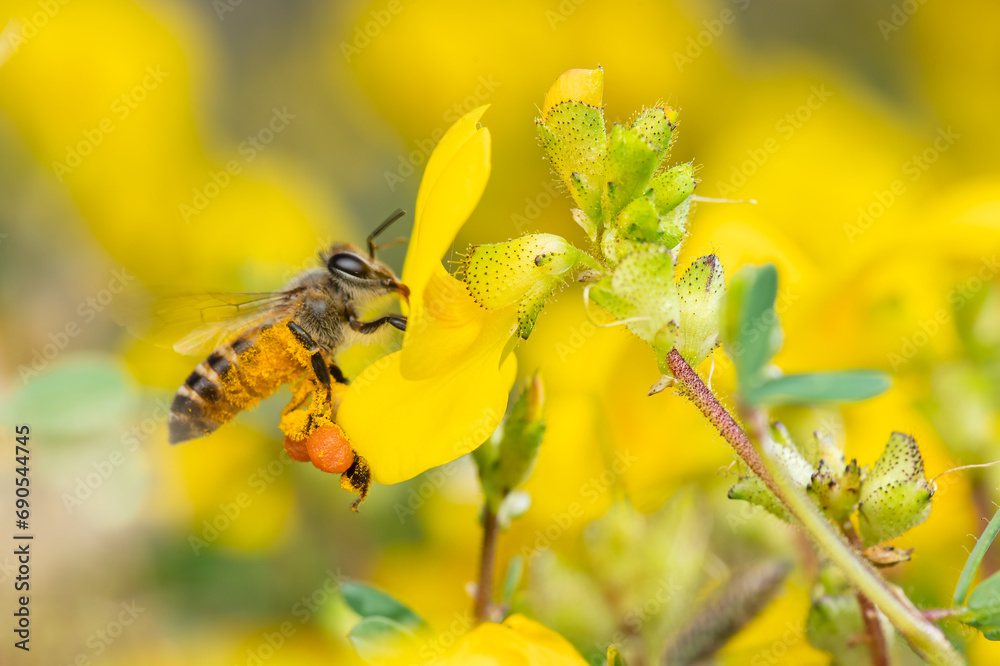 Macro photo of Honey bee collecting honey from Smithia Hirsuta flower which are yellow wild flowers in legume family. Selective focus on the Pollen sac on the leg of Honey bee. Macro photo of Honey bee collecting honey from Smithia Hirsuta flower which are yellow wild flowers in legume family. Selective focus on the Pollen sac on the leg of Honey bee.