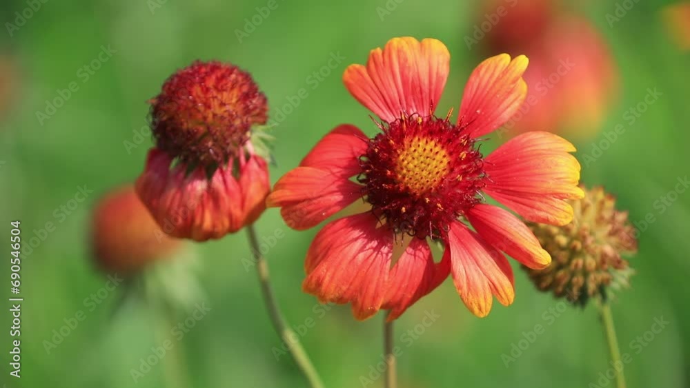 Gaillardia pulchella flowers in the wild state Gaillardia pulchella flowers in the wild state