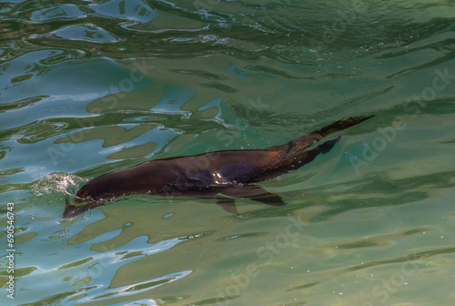 California Sea Lion showcasing its swimming skills in a pool