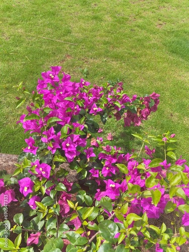 pink flowers in the garden