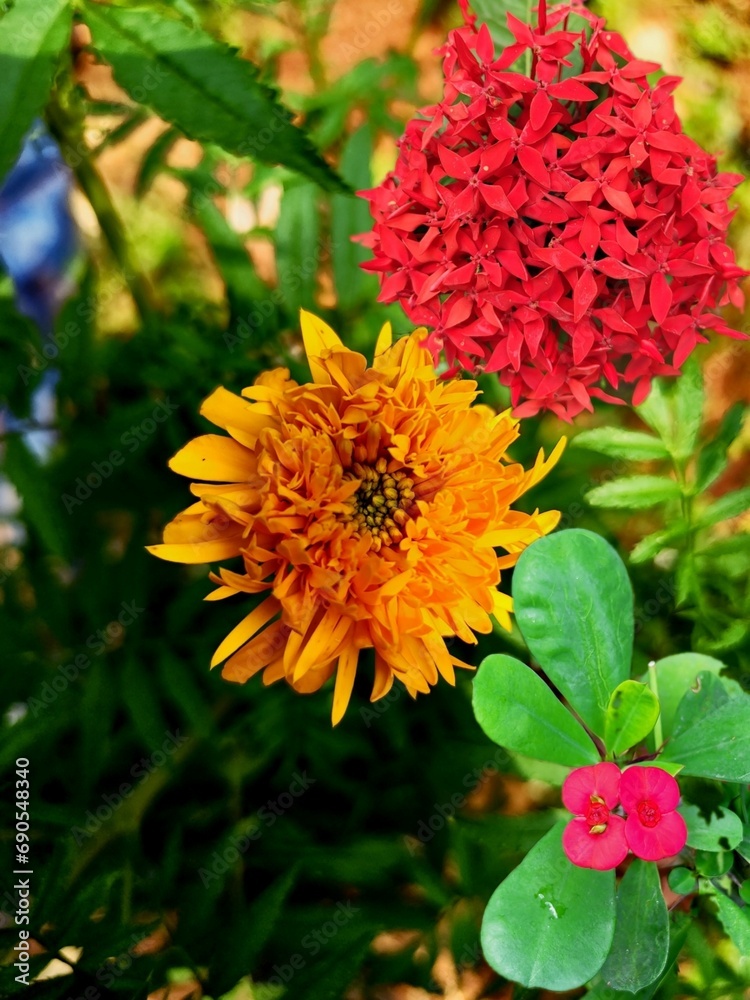 orange flower in the garden orange flower in the garden