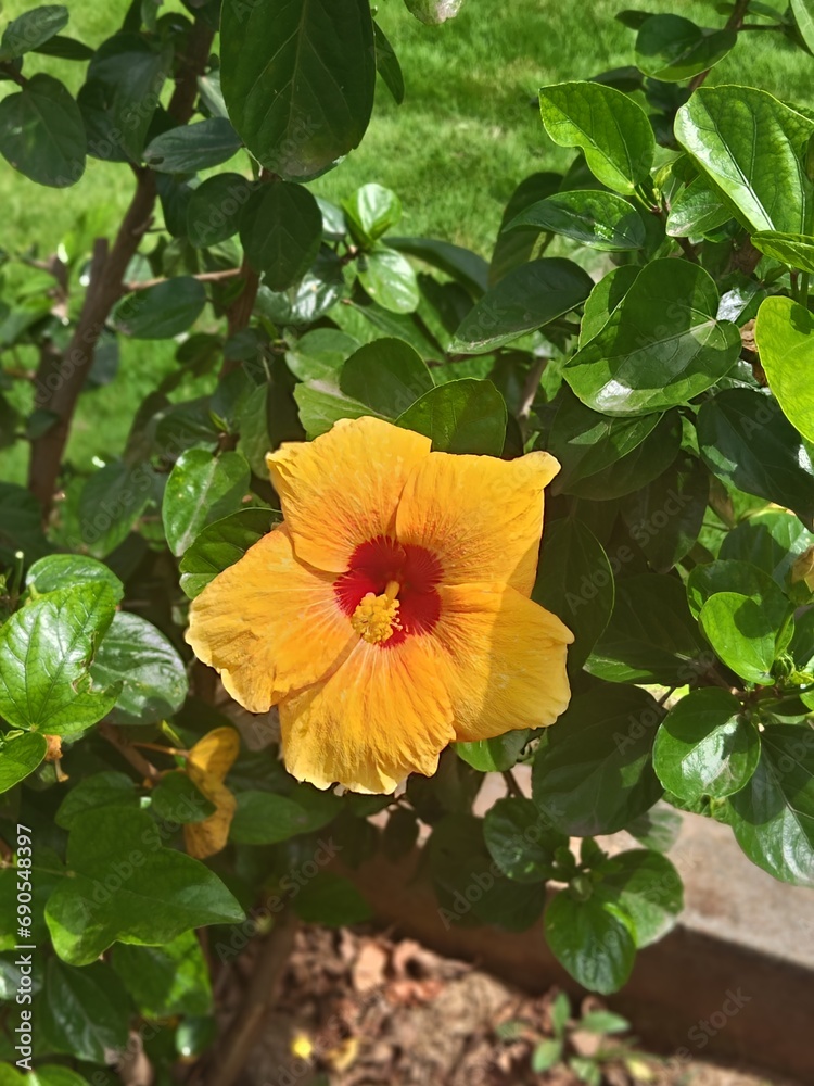 orange flower in the garden orange flower in the garden