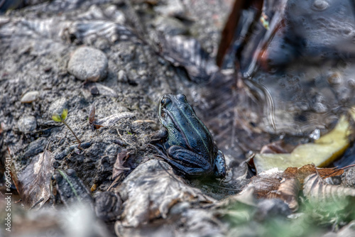 common water frog or green frog