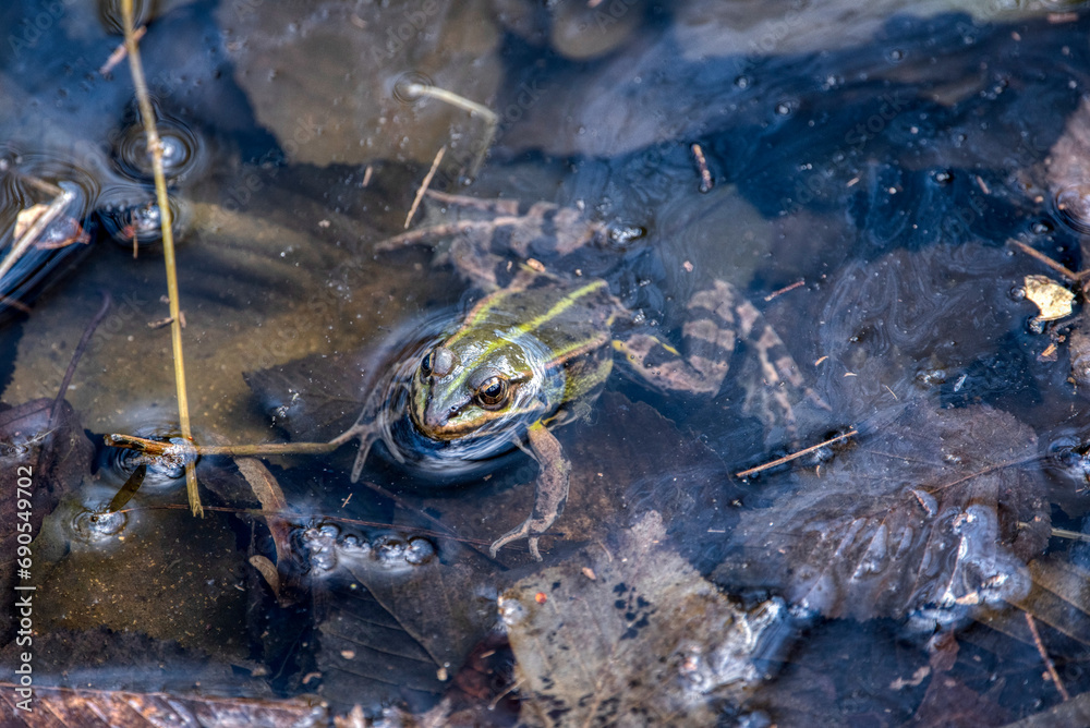 common water frog or green frog