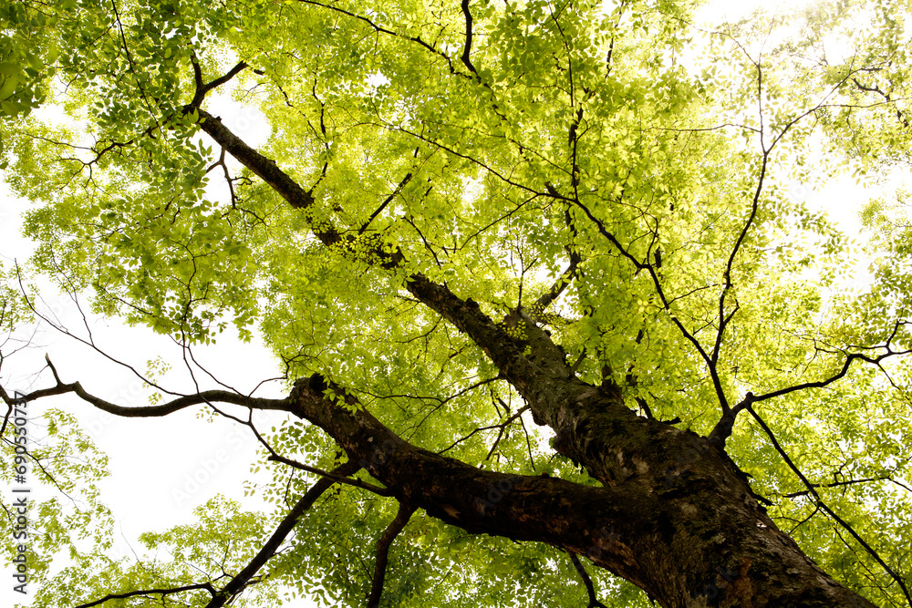 Fototapeta premium tree in spring