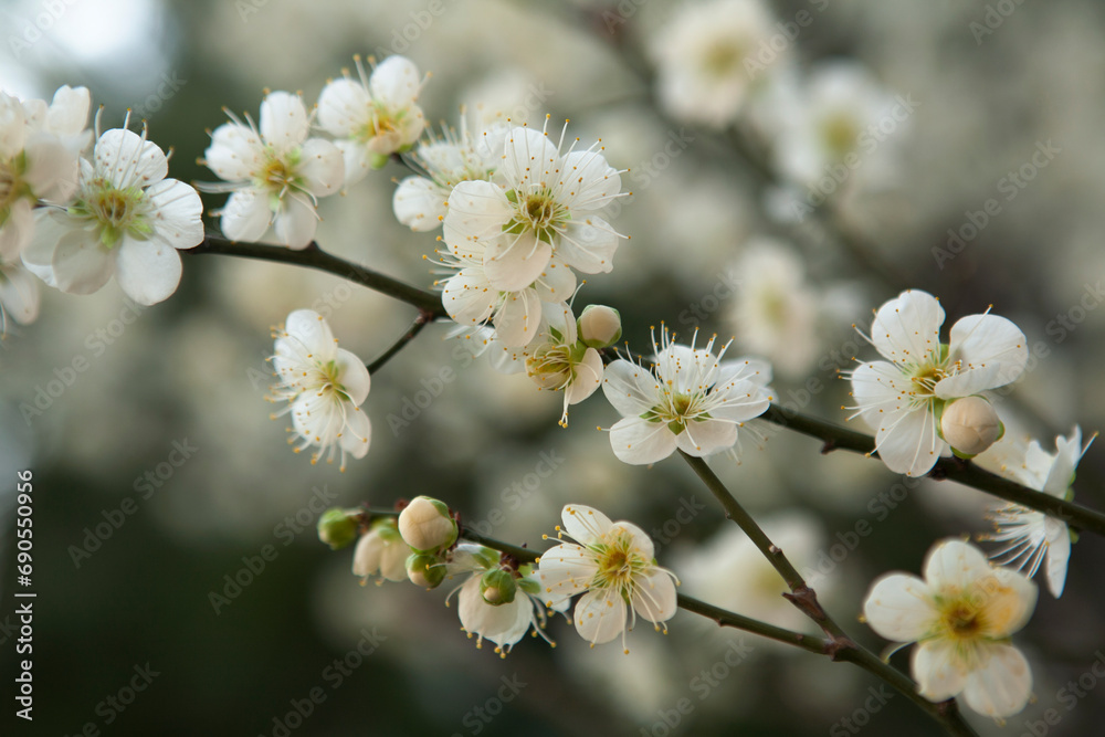Obraz premium ume flower blossoms