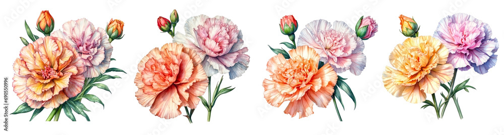 Set of Watercolor Carnation Flower Clipart on transparent background