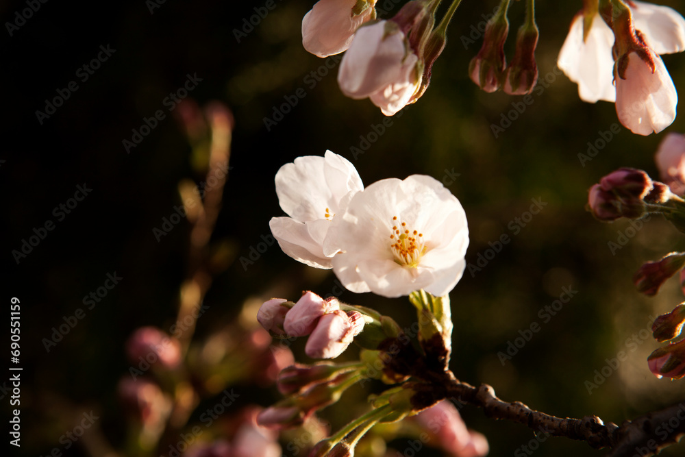 Obraz premium blossom in spring