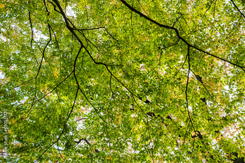 深い山の緑溢れた森林の風景 見上げる広葉樹の葉と空 木の葉・アウトドア・初夏・秋・キャンプ