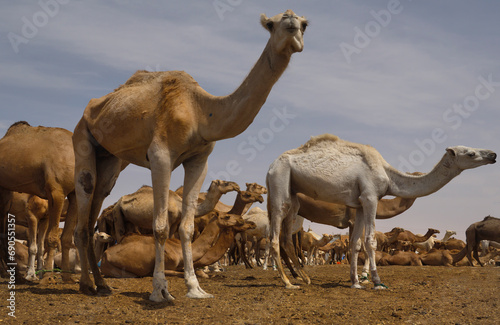 West Africa. Mauritania. One-humped camels at the metropolitan camel market, where a huge number of camels of different breeds and ages are sold and exchanged daily.