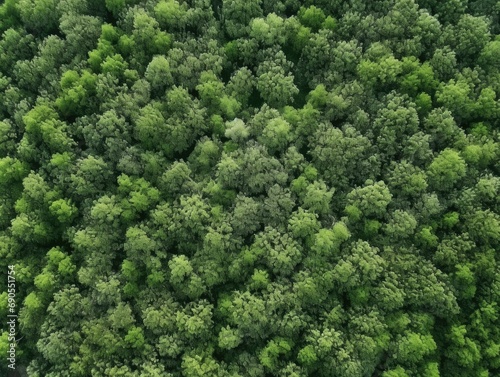aerial view of forest © Stock Khan