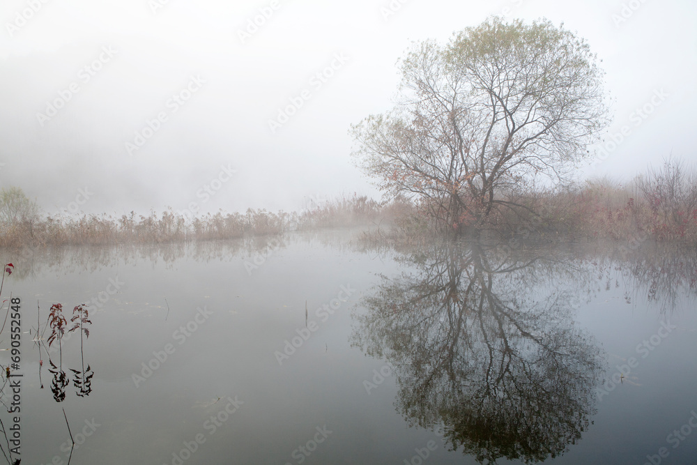 trees on a lake trees on a lake