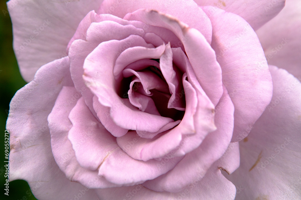 Obraz premium pink rose close up