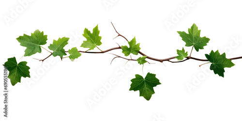 Young Grape leaves vine plant branch with in vineyard isolated on white or transparent background photo