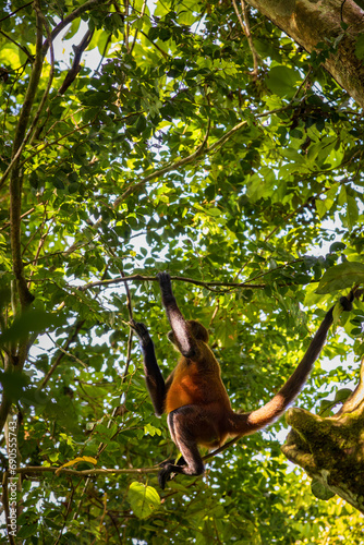 Spider-monkey in the forest of Corcovado National Park (Costa Rica) © julen