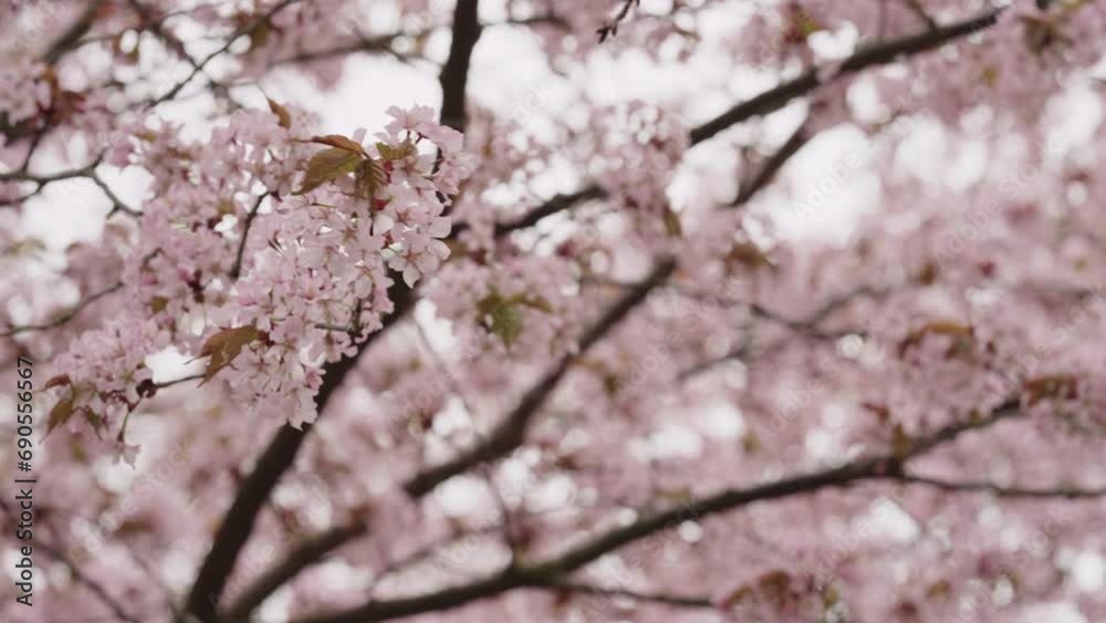 Sakura cherry blossom in spring on a cloudy day Sakura cherry blossom in spring on a cloudy day