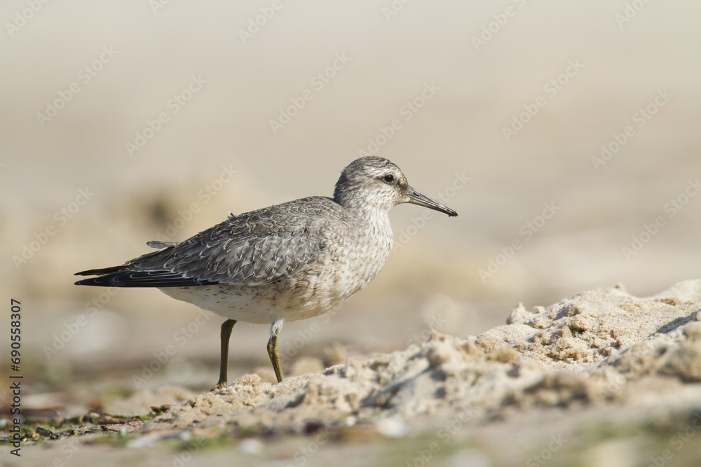 Shorebird - juvenile Calidris canutus, Red Knot on the Baltic Sea shore, migratory bird Poland Europe Shorebird - juvenile Calidris canutus, Red Knot on the Baltic Sea shore, migratory bird Poland Europe