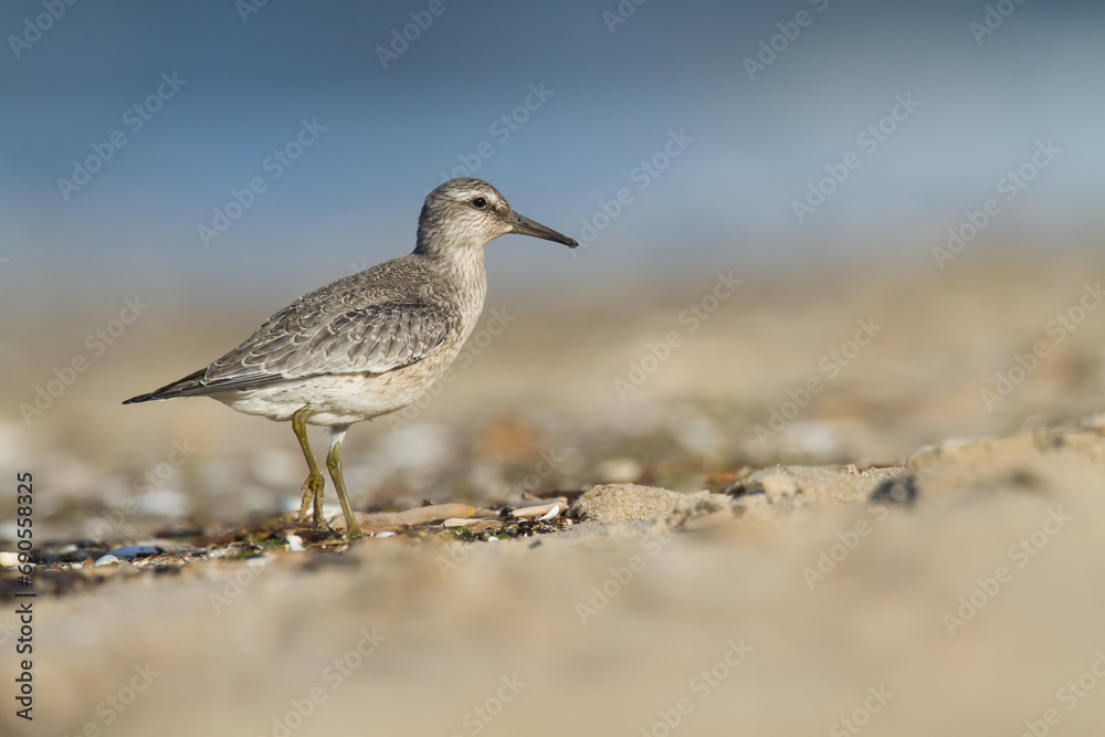 Shorebird - juvenile Calidris canutus, Red Knot on the Baltic Sea shore, migratory bird Poland Europe Shorebird - juvenile Calidris canutus, Red Knot on the Baltic Sea shore, migratory bird Poland Europe