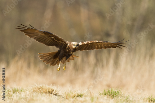 Flying Birds of prey Marsh harrier Circus aeruginosus, hunting time Poland Europe