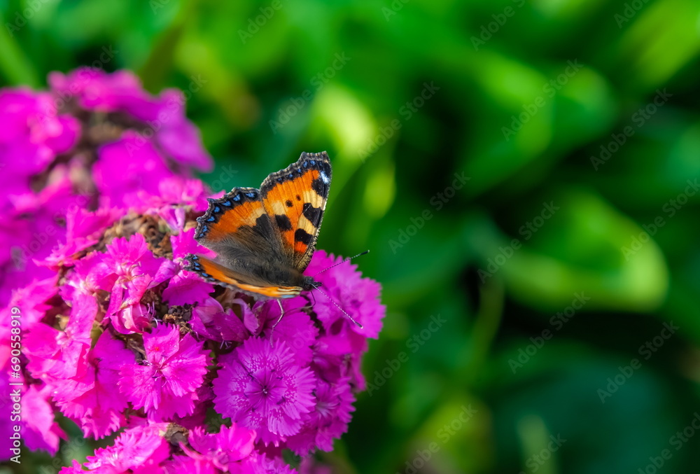 Obraz premium Daytime butterfly Urticaria on a garden flower carnation in summer