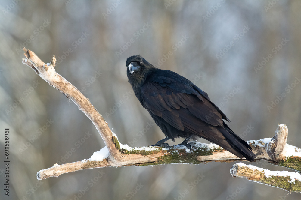 Fototapeta premium Bird beautiful raven Corvus corax North Poland Europe