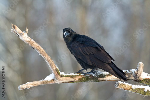 Bird beautiful raven Corvus corax North Poland Europe