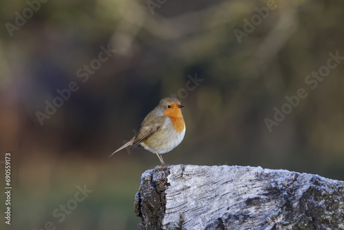 robin on a branch