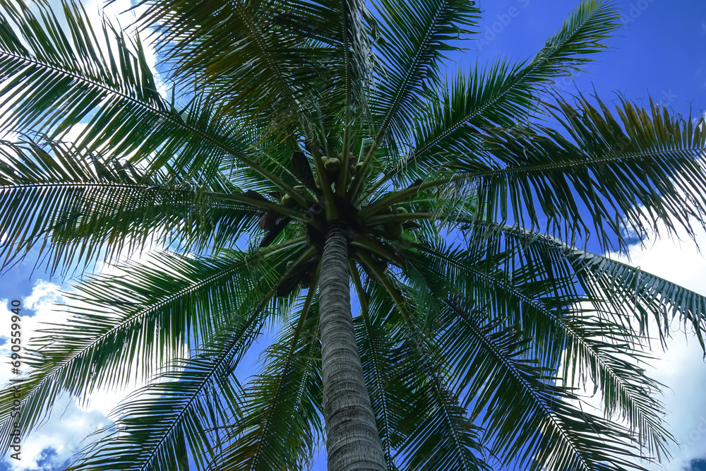 Tall coconut trees full of fruit Tall coconut trees full of fruit