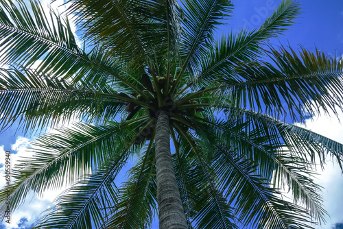 Tall coconut trees full of fruit 