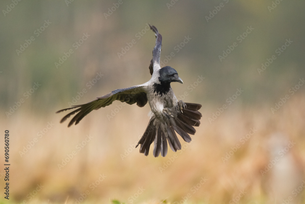 Naklejka premium Bird - Hooded crow Corvus cornix in amazing blurred background Poland Europe