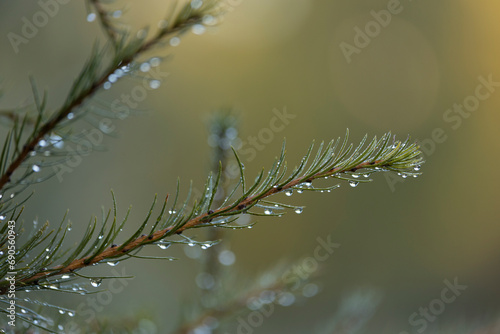 Larch branch with dew drops in the early morning